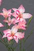 <em>Gladiolus carmineus aff.</em>
